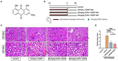 Chrysophanol Relieves Cisplatin-Induced Nephrotoxicity via Concomitant Inhibition of Oxidative Stress, Apoptosis, and Inflammation